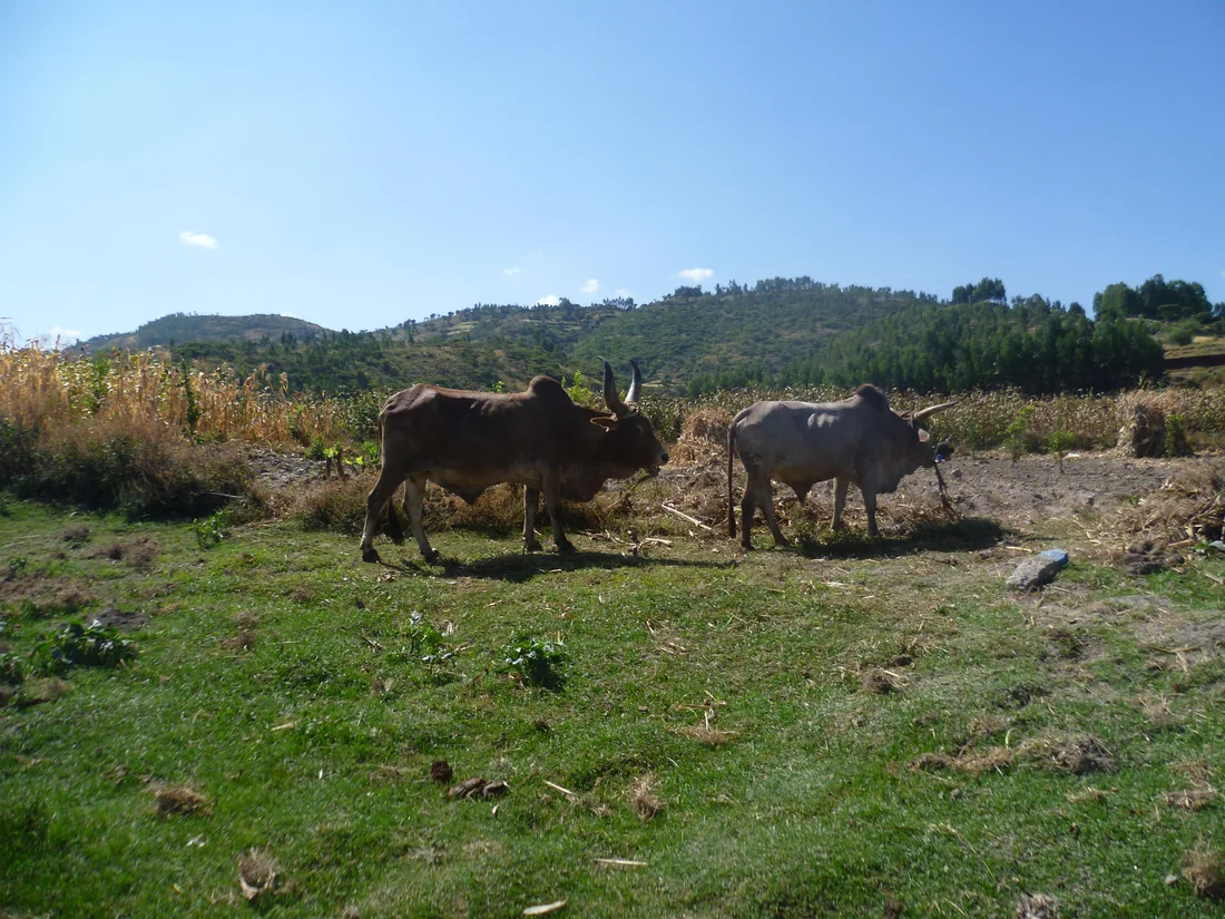 Cattle in Ethiopia — representative contextual photography