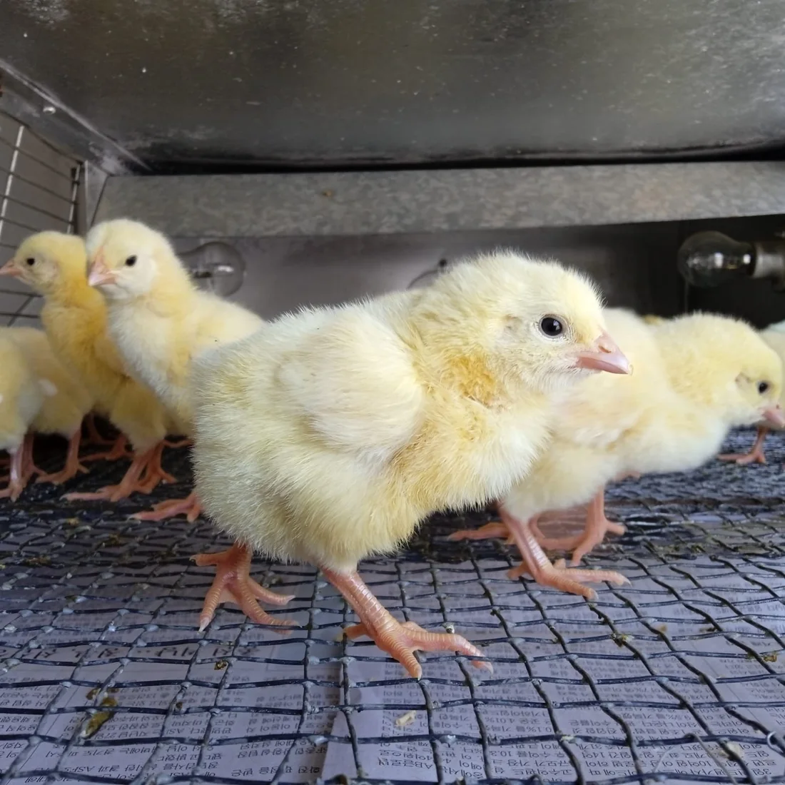 Poultry chicks — representative product image