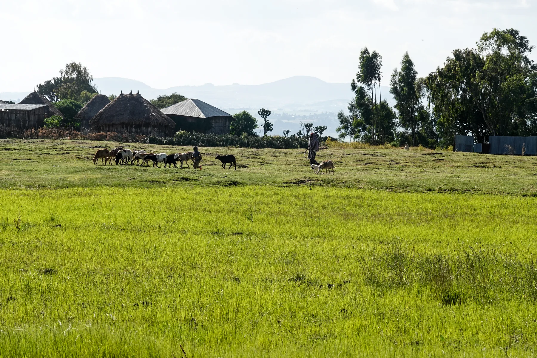 Teff fields in Oromia, Ethiopia — representative contextual photography